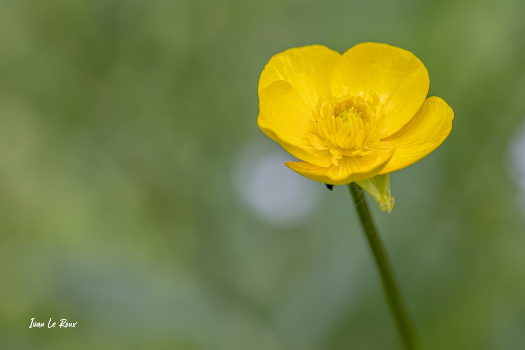 Bouton d'or - Romilly-la-Puthenaye (27) - 2021