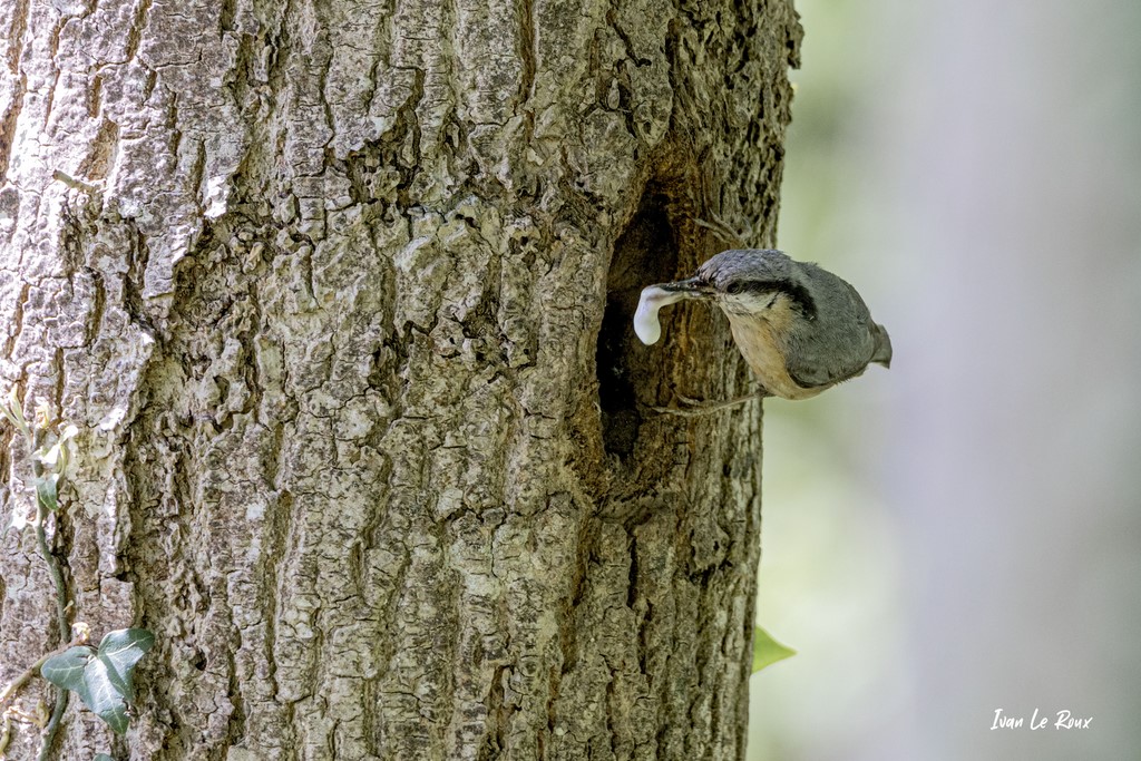 "Les Oiseaux du Jardin" - Sittelle Torchepot - 2021 - Poche déchet