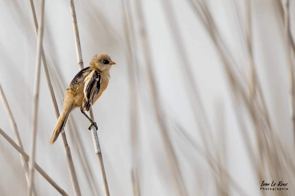 Panure à Moustaches juvénile - Marais de l'Estuaire de la Seine (76) - 2022 - Canon EOS 5D Mark IV, Sigma 500 mm F/4 OS HSM SPORTS 500 mm + Extender TC-1401 x1.4, 700mm 1/4000s, f/7.1 ISO 800  Priorité Ouverture​