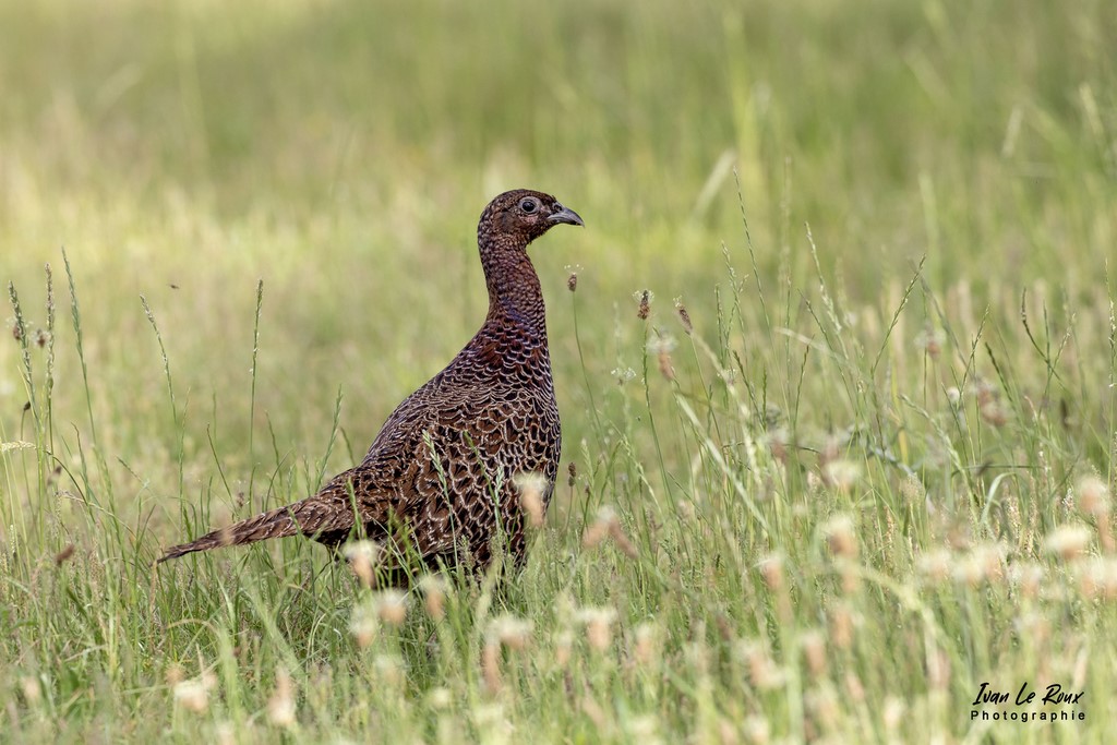 Faisan Obscur (femelle) - 2022 - Fontaine-la-Soret (27) - Canon EOS 5D Mark IV, Sigma 500 mm F/4 OS HSM SPORTS 500 mm 1/800s, f/7.1 ISO 800  Priorité Ouverture​
