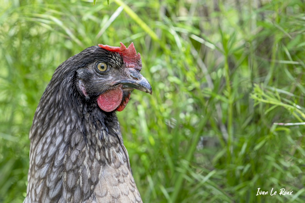 Poule Coucous - 2021