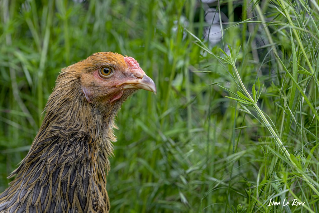 Poule Brahma - 2021