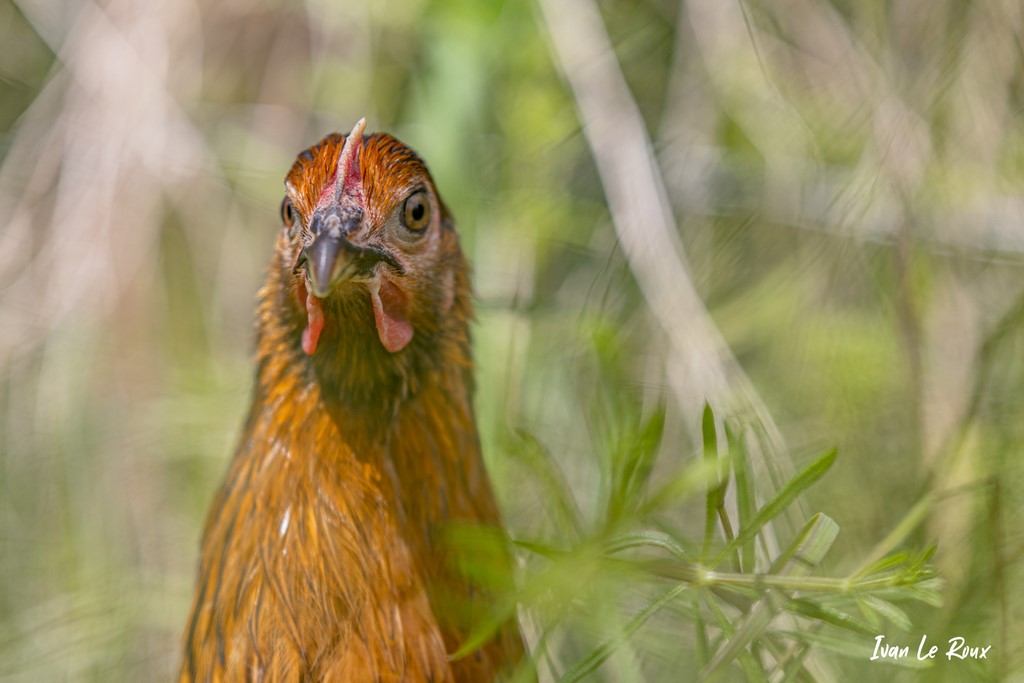 Poule noire fermière - 2021