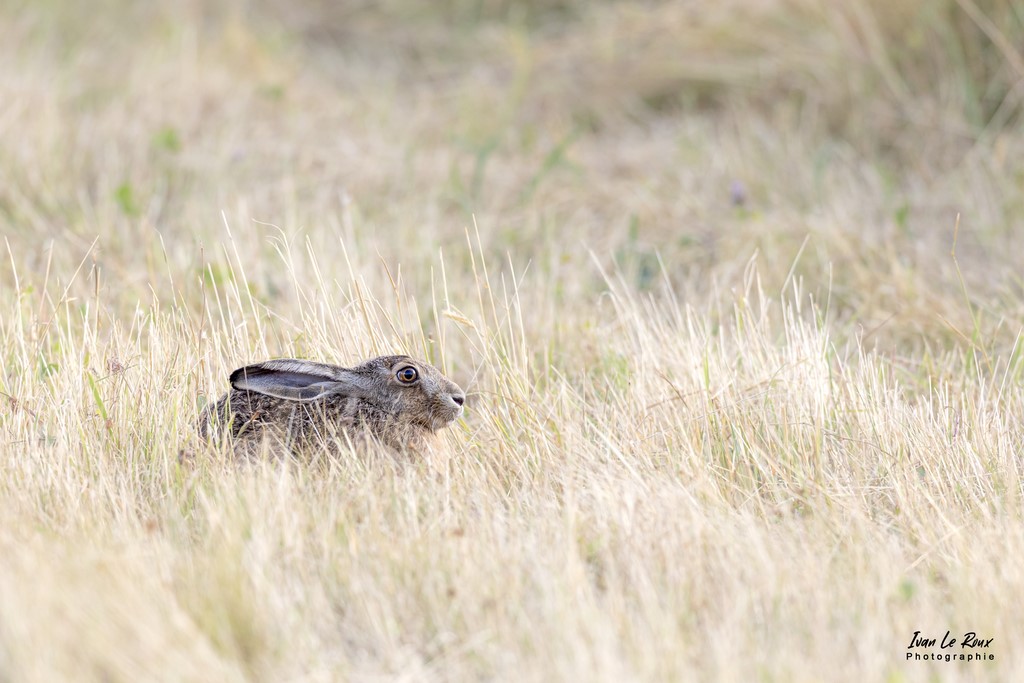 Le lièvre - Romilly-la-Puthenaye (27) - 2022 - Canon EOS 5D Mark IV, Sigma 500 mm F/4 OS HSM SPORTS 500 mm, 1/1600s, f/5 ISO 800  Priorité Ouverture