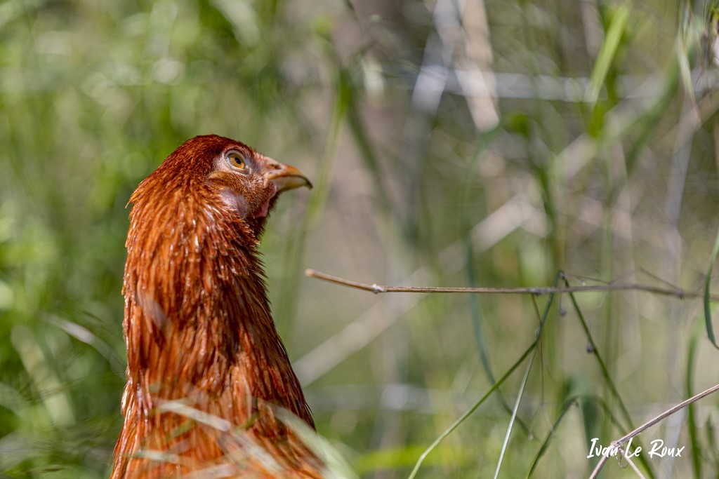Poule Rousse fermière - 2021
