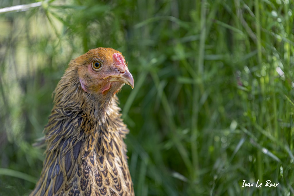 Poule Brahma - 2021