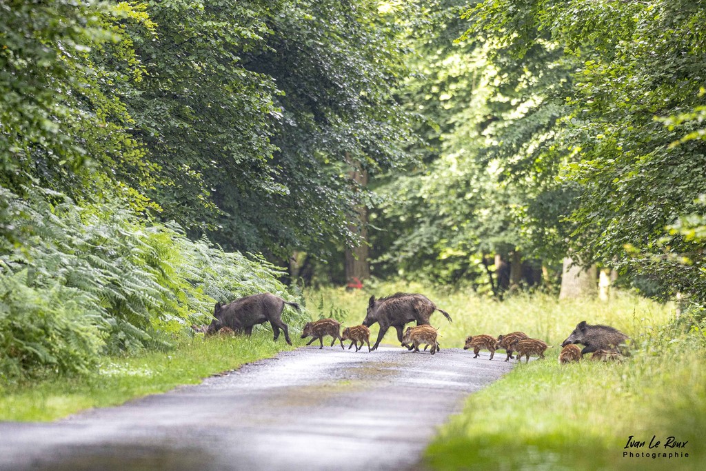 Ralentissez ! Sortie d'école ... - Fôret de Beaumont-le-Roger (27) - 2022 - Canon EOS 5D Mark IV, Sigma 500 mm F/4 OS HSM SPORTS 500 mm, 1/160s, f/5 ISO 800  Priorité Ouverture Sangliers et marcassins