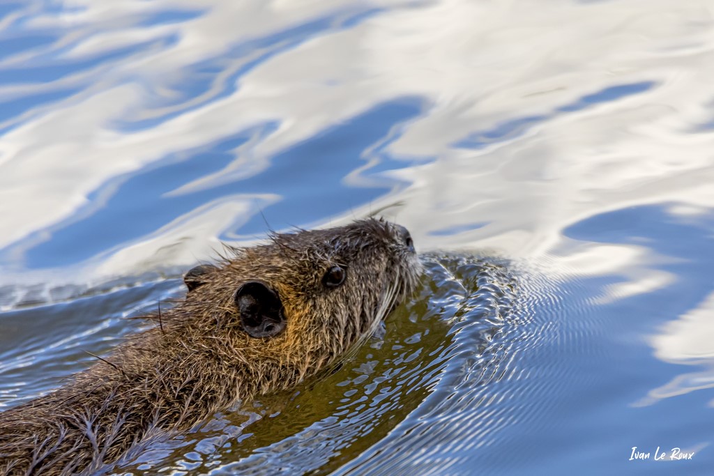 Gros plan sur le Ragondin