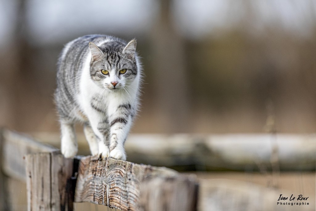Chemin de ronde - Romilly-la-Puthenaye (27) - 2022