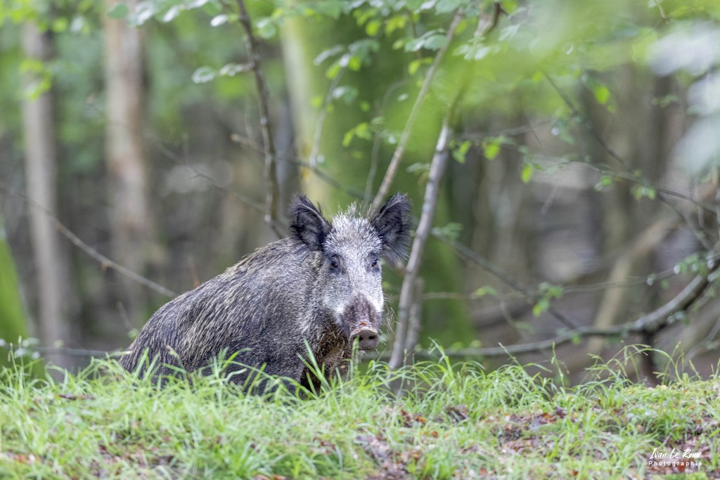 Sanglier - Fôret de Beaumont-le-Roger (27) - 2022 - Canon EOS 5D Mark IV, Sigma 500 mm F/4 OS HSM SPORTS 500 mm, 1/30s, f/5 ISO 2500  Priorité Ouverture Ivan Le Roux