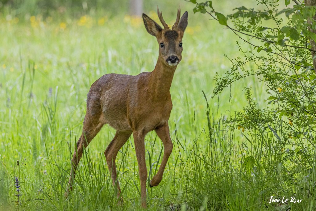 Un visiteur dans les herbes hautes du jardin... (Chevreuil) - 2021 - Photo Ivan Le Roux