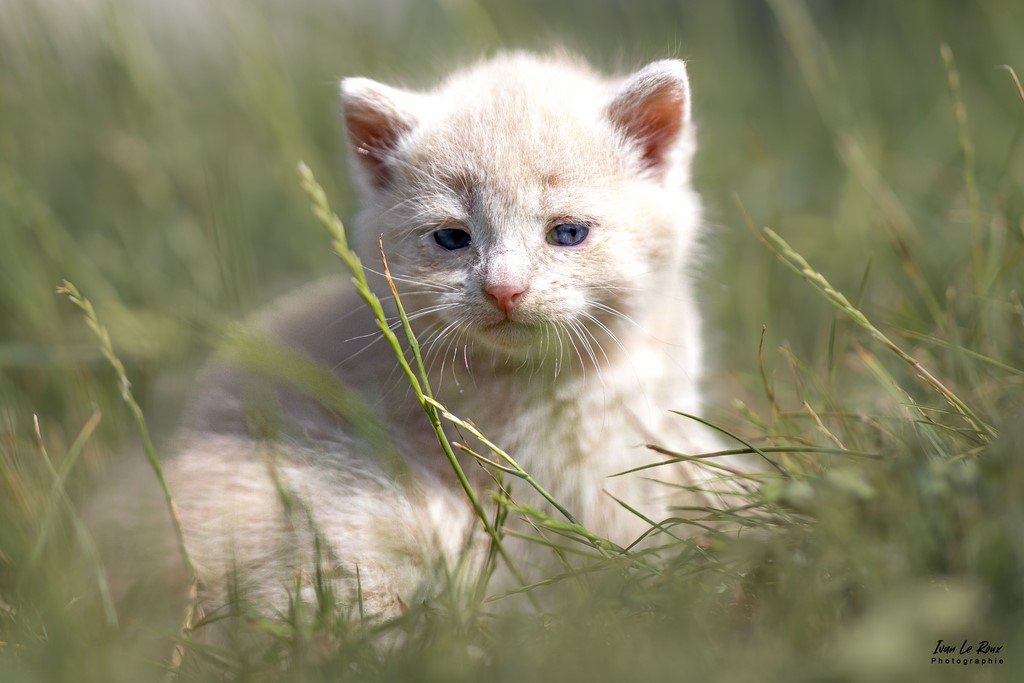 Chaton 3 semaines - Romilly-la-Puthenaye (27) - 2022 - Canon EOS 5D Mark IV, EF 85mm F/1.4L IS USM, 85  mm, 1/2000s, f/1.6 ISO 100  Priorité Ouverture