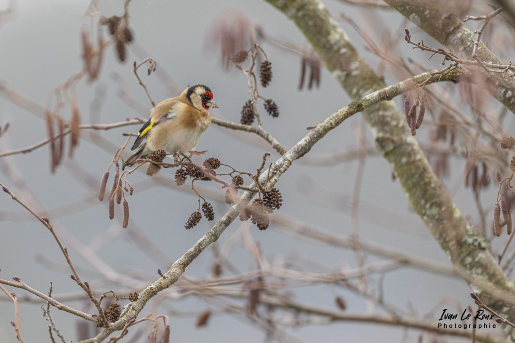 Chardonneret Elégant - Romilly-la-Puthenaye (27) - 2022