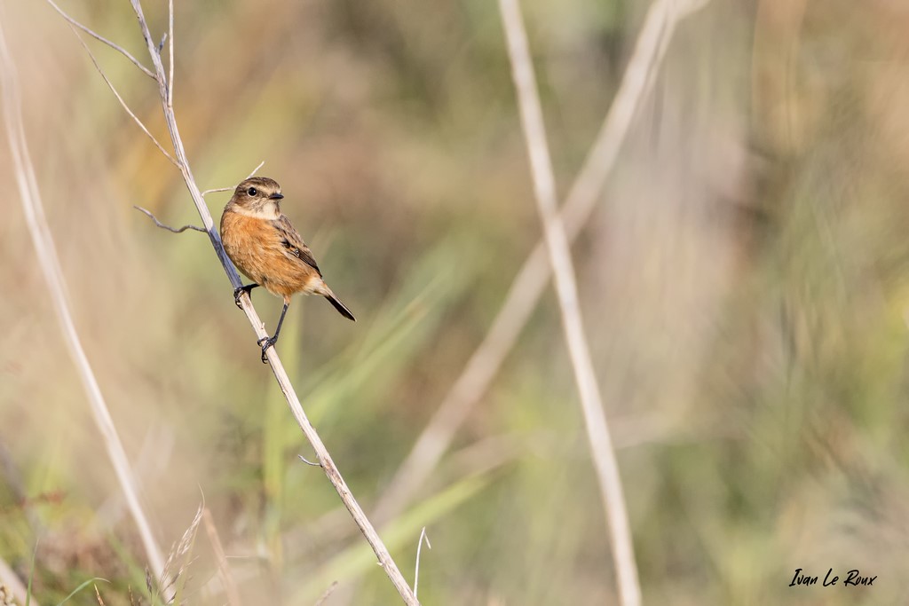 Tarier Pâtre femelle