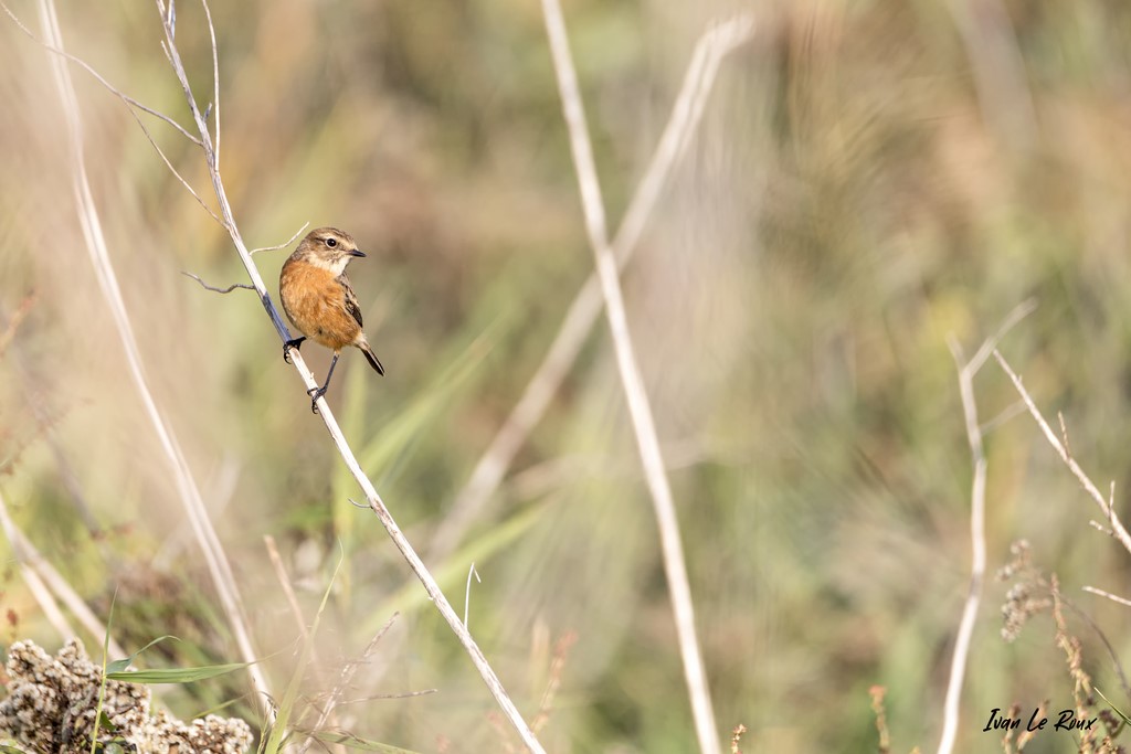 Tarier Pâtre femelle