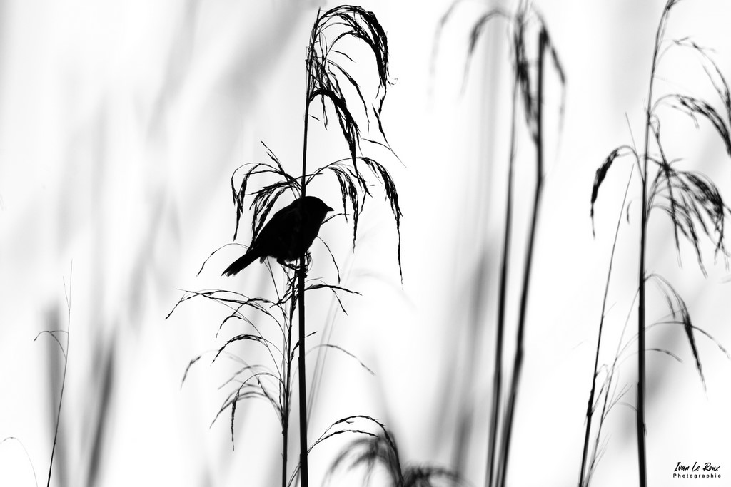 Panure à Moustaches juvénile en contre-jour - Marais de l'Estuaire de la Seine (76) - 2022 - Canon EOS 5D Mark IV, Sigma 500 mm F/4 OS HSM SPORTS 500 mm, 500mm 1/6400s, f/10 ISO 800  Priorité Ouverture​