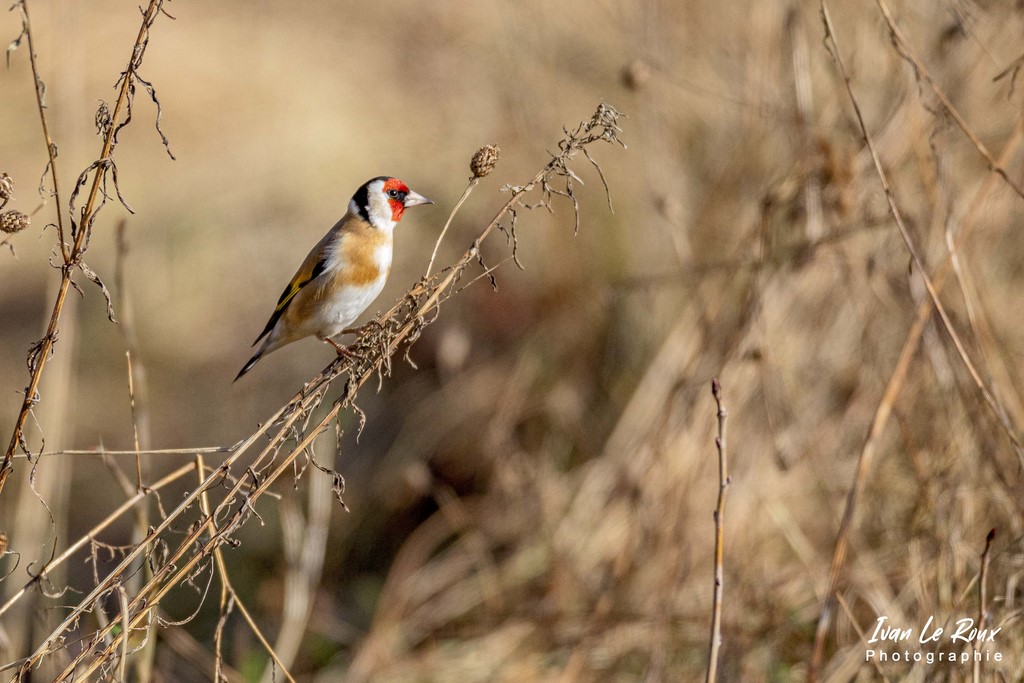 "Les Oiseaux du Jardin" - Chardonneret Elégant - 2022