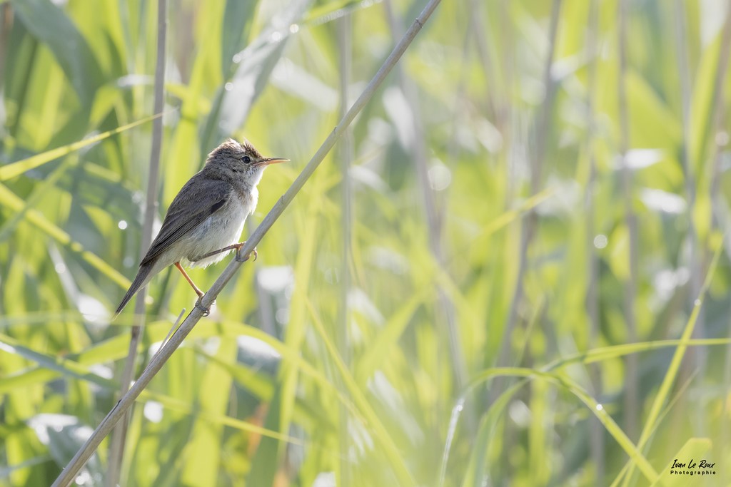 Rousserolle Effarvatte - Estuaire de la Seine (76) - 2022 - Canon EOS 5D Mark IV, Sigma 500 mm F/4 OS HSM SPORTS 500 mm, 500mm 1/1000s, f/10 ISO 1600  Priorité Ouverture​