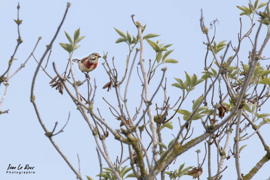 Linotte mélodieuse (mâle) - Estuaire de la Seine (76) - 2022 - Canon EOS 5D Mark IV, Sigma 500 mm F/4 OS HSM SPORTS 500 mm + Extender TC-1401 x1.4, 700mm 1/1000s, f/11 ISO 800  Priorité Ouverture​