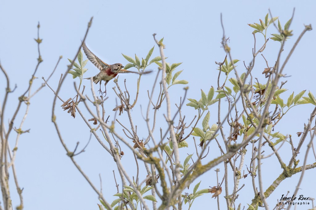 Linotte mélodieuse en vol - Estuaire de la Seine (76) - 2022 - Canon EOS 5D Mark IV, Sigma 500 mm F/4 OS HSM SPORTS 500 mm + Extender TC-1401 x1.4, 700mm 1/1000s, f/11 ISO 800  Priorité Ouverture​
