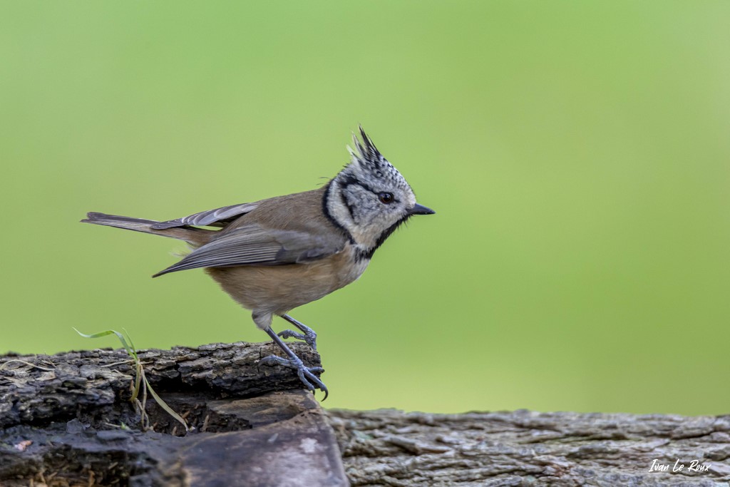 La Mésange Huppée - 2020 Collection Les Oiseaux du Jardin - 
