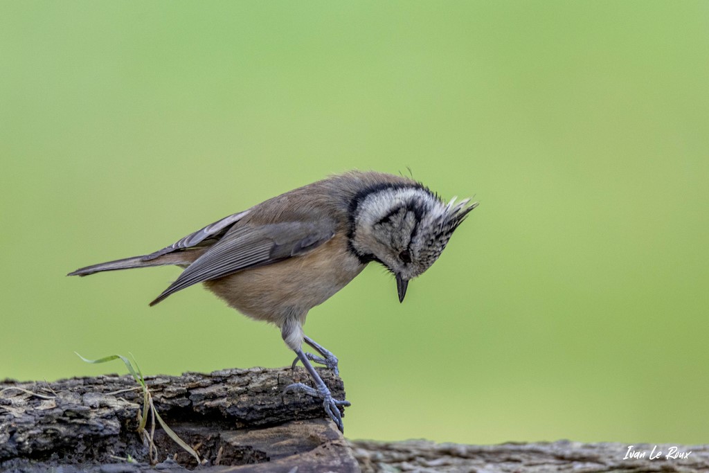 La Mésange Huppée Collection Les Oiseaux du Jardin - 