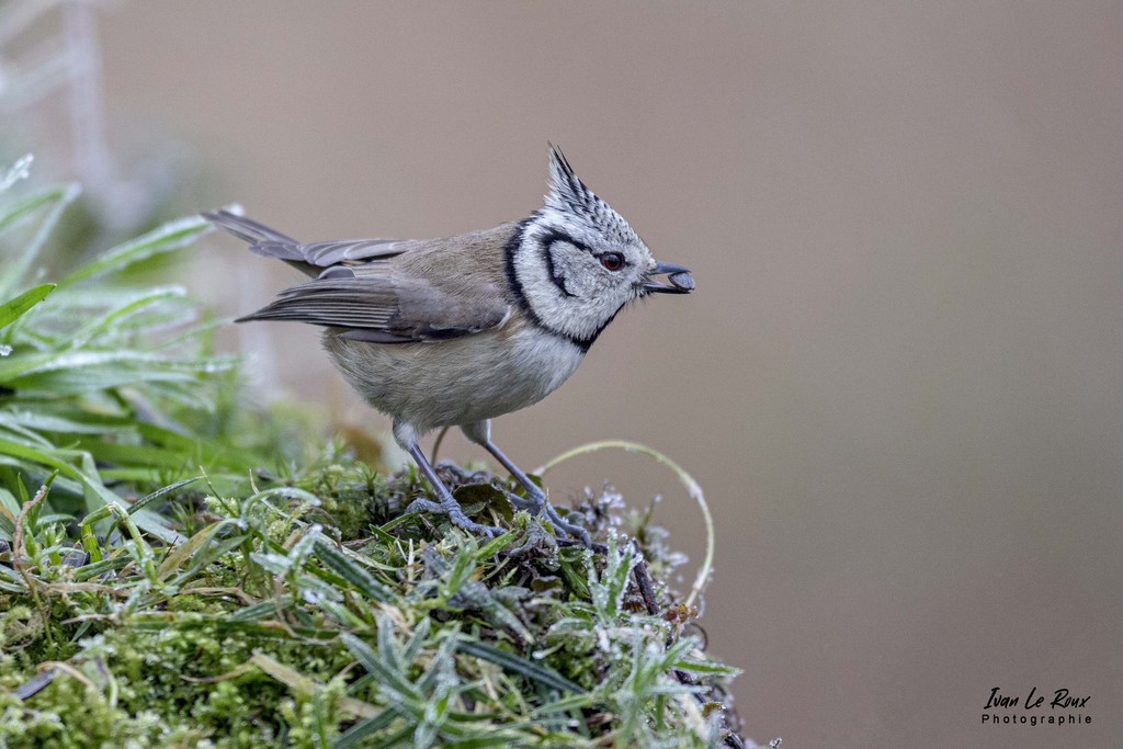 "Les Oiseaux du Jardin" - Mésange Huppée - 2022
