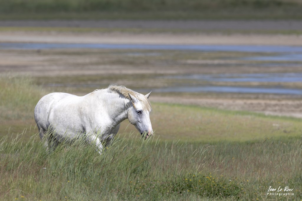 Cheval Carmarguais de l'Estuaire de la Seine (76)  - 2022 - Canon EOS 5D Mark IV, Sigma 500 mm F/4 OS HSM SPORTS + Extender Sigma TC-1401 x 1.4, 700 mm, 1/800s, f/9 ISO 250  Priorité Ouverture