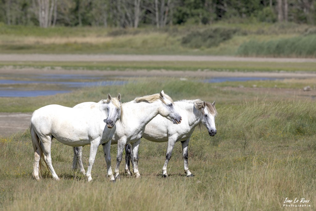 Chevaux Carmarguais de l'Estuaire de la Seine (76)  - 2022 - Canon EOS 5D Mark IV, Sigma 500 mm F/4 OS HSM SPORTS, 500 mm, 1/1000s, f/9 ISO 250  Priorité Ouverture Ivan Le Roux