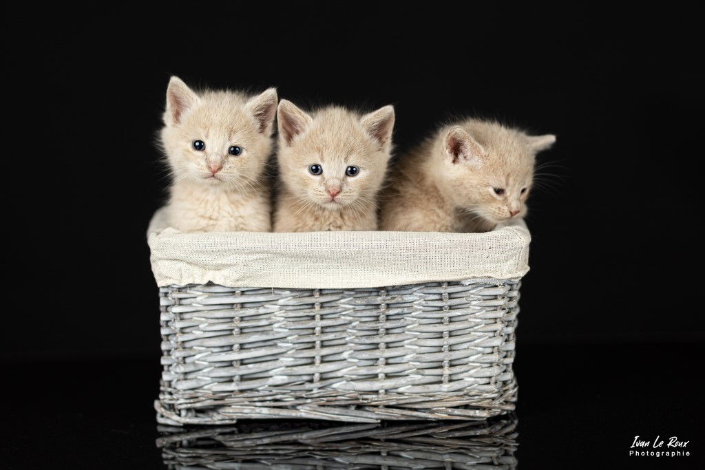 ivan le roux Photographie ILR Chatons séance studio - Romilly-la-Puthenaye (27) - 2022 - Canon EOS 5D Mark IV, EF 85mm F/1.4L IS USM, 85  mm, 1/200s, f/1.8 ISO 100  Manuel + flash déporté avec diffuseur Normandie