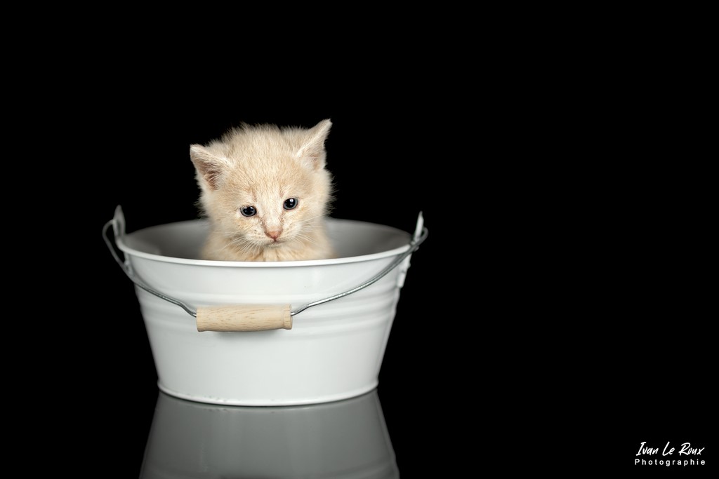 Ivan Le Roux Photographie Chaton séance studio - Romilly-la-Puthenaye (27) - 2022 - Canon EOS 5D Mark IV, EF 85mm F/1.4L IS USM, 85  mm, 1/200s, f/1.8 ISO 100  Manuel + flash déporté avec diffuseur