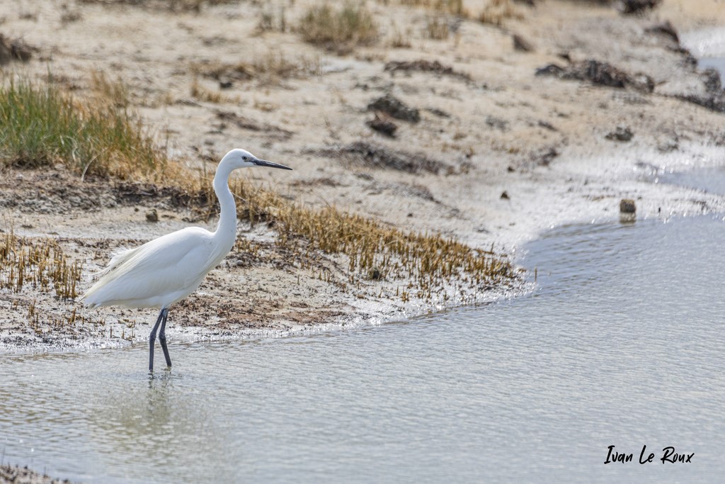 Aigrette Garzette - 2021