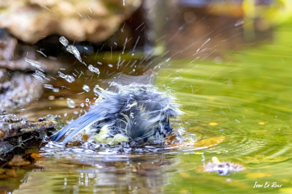 Le Bain de la Mésange Bleue - 2020