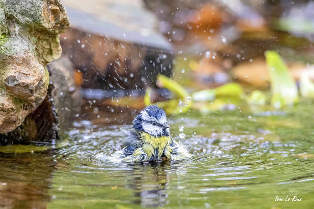 La Baignade de la Mésange Bleue - 2020