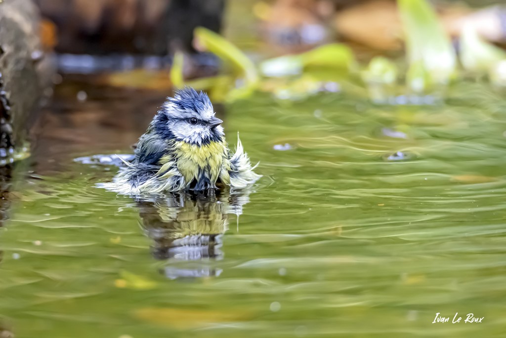 Le Bain de la Mésange Bleue - 2020 Collection "Les Oiseaux du Jardin" - 