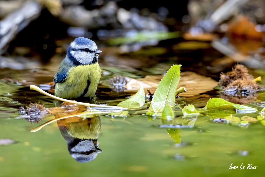 Reflet dans l'eau - Mésange Bleue - 2020