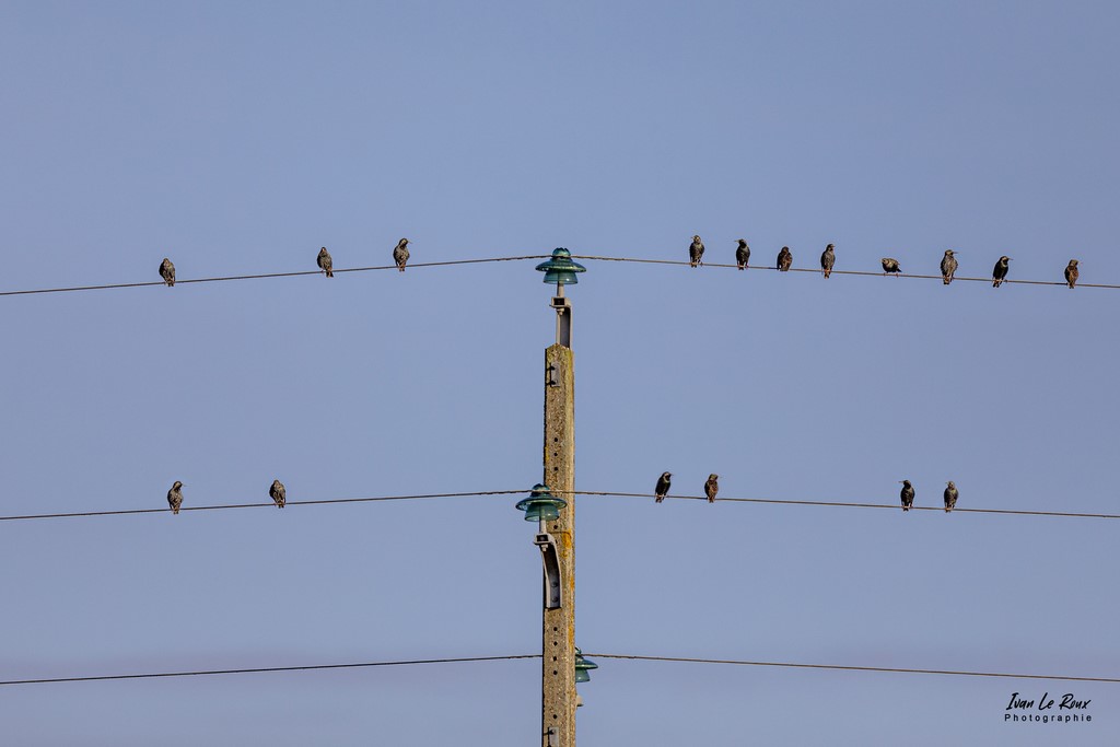 La partition - Etourneaux Sansonnet - 2022