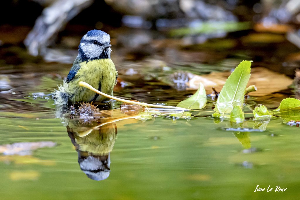 Reflet dans l'eau - Mésange Bleue - 2020