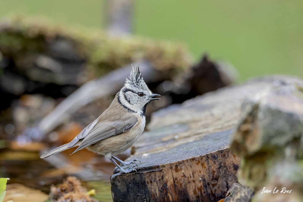 Mésange Huppée Collection "Les Oiseaux du Jardin" - 