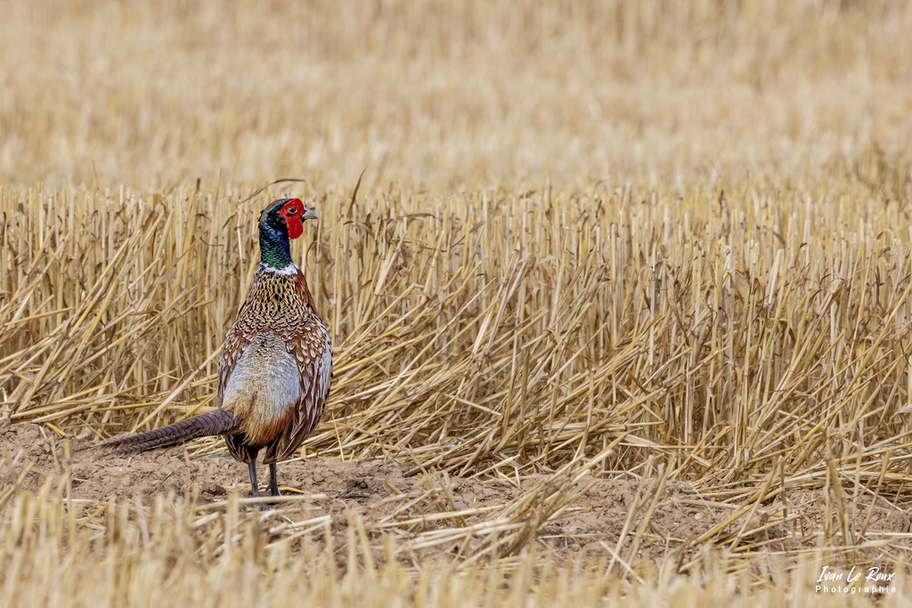 Faisan Colchique - Romilly-la-Puthenaye (27) - 2022 - Canon EOS 5D Mark IV, Sigma 500 mm F/4 OS HSM SPORTS 500 mm, 500mm 1/1250s, f/9 ISO 800  Priorité Ouverture​