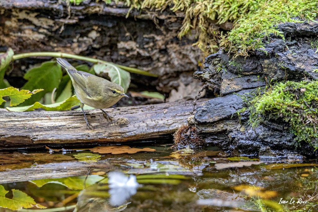 Pouillot Véloce au Bord de l'eau - 2020