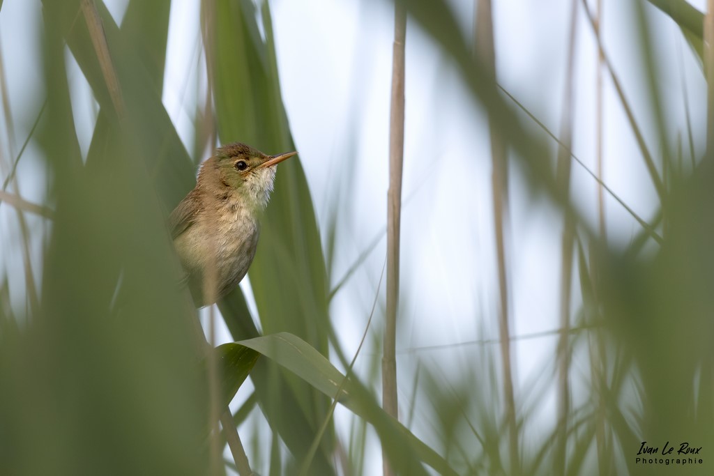 Rousserolle Effarvatte - Etangs Ecluzelles (28) - 2022 - Canon EOS 5D Mark IV, Sigma 500 mm F/4 OS HSM SPORTS 500 mm  1/1600s, f/7.1 ISO 800  Priorité Ouverture​