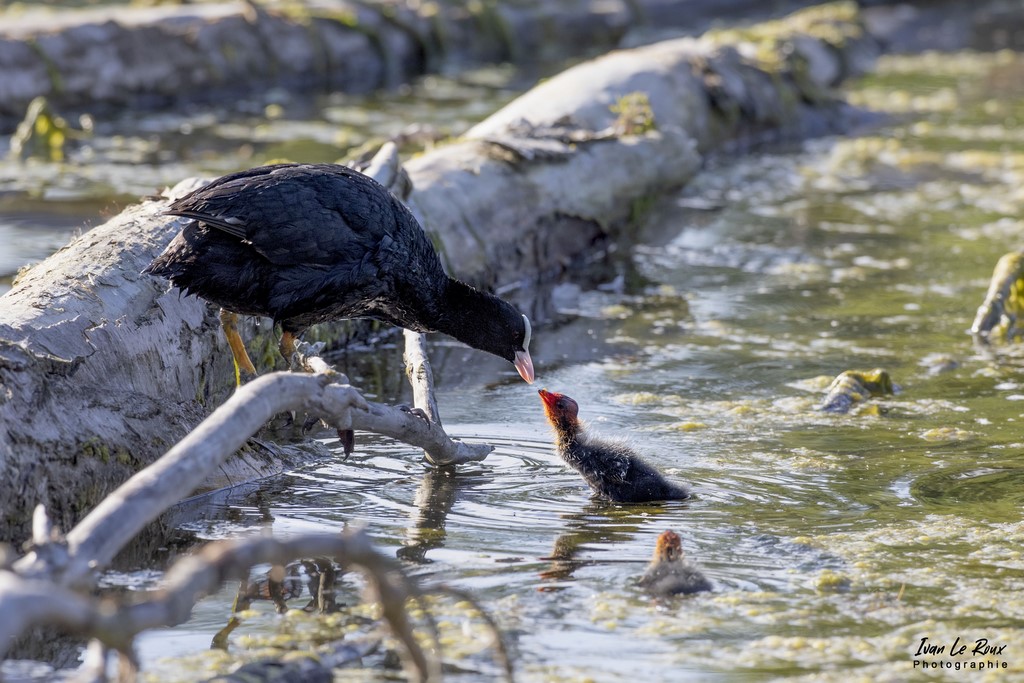 Famille de Foulques Macroules - Nourrissage - Etangs Ecluzelles (28) - 2022 - Canon EOS 5D Mark IV, Sigma 500 mm F/4 OS HSM SPORTS 500 mm, 1/1250s, f/7.1 ISO 800  Priorité Ouverture​ Ivan Le Roux Photographie