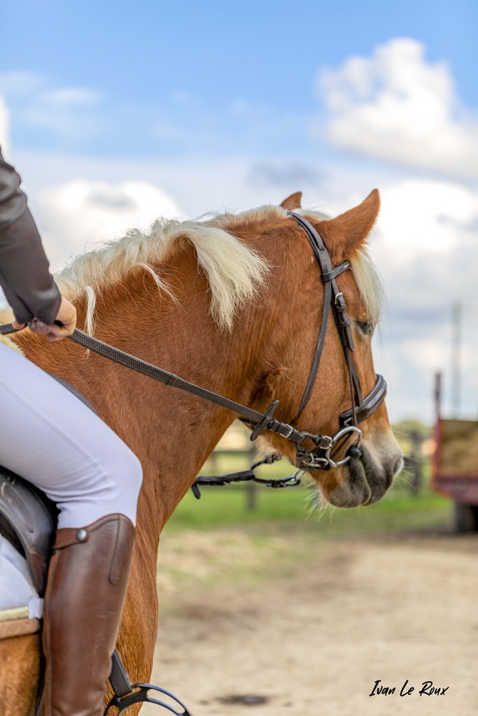 Equitation Candy Schirley - 2020