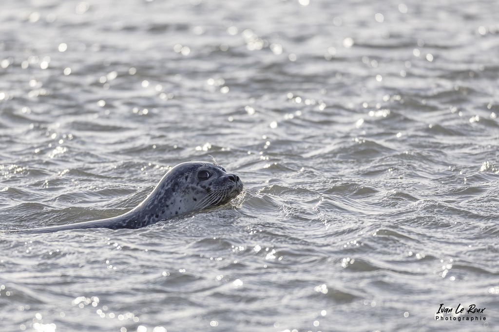 Phoques  & Veaux marins  - Baie d'Authie (62)  - 2022 - Sigma 500mm - Ivan Le Roux - Berck 62