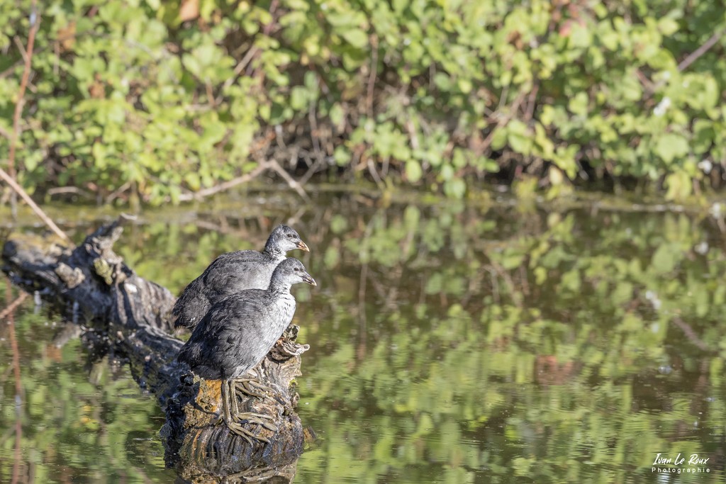 Poule d'eau juvénile - Etangs Ecluzelles (28) - 2022 - Canon EOS 5D Mark IV, Sigma 500 mm F/4 OS HSM SPORTS 500 mm,  1/1250s, f/7.1 ISO 800  Priorité Ouverture​