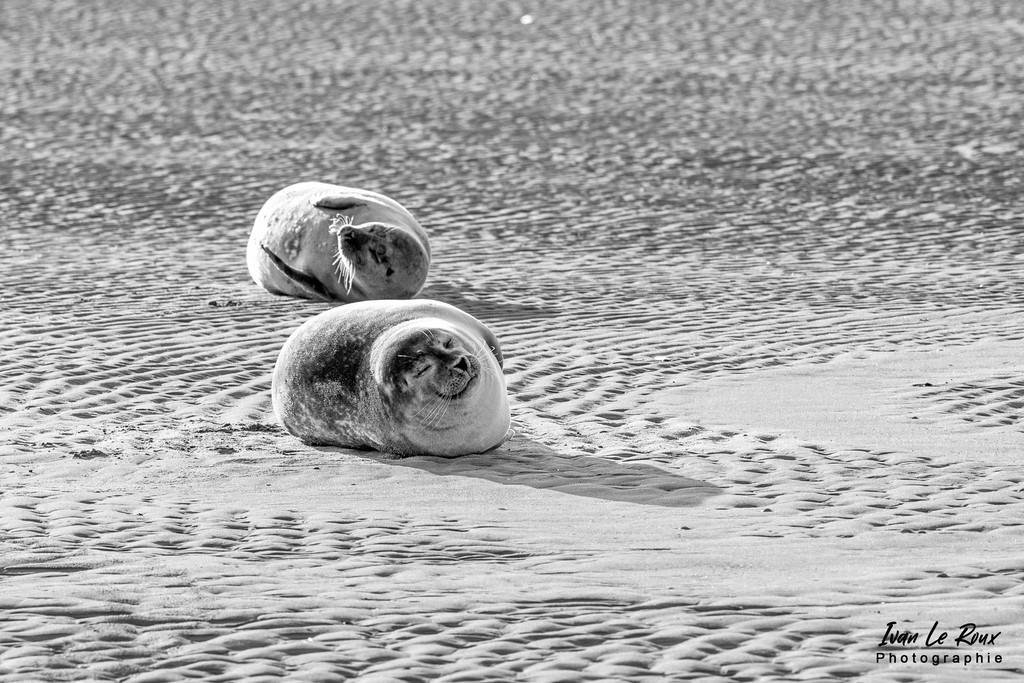 Phoques  & Veaux marins  - Baie d'Authie (62)  - 2022 - Sigma 500mm - Ivan Le Roux - Berck