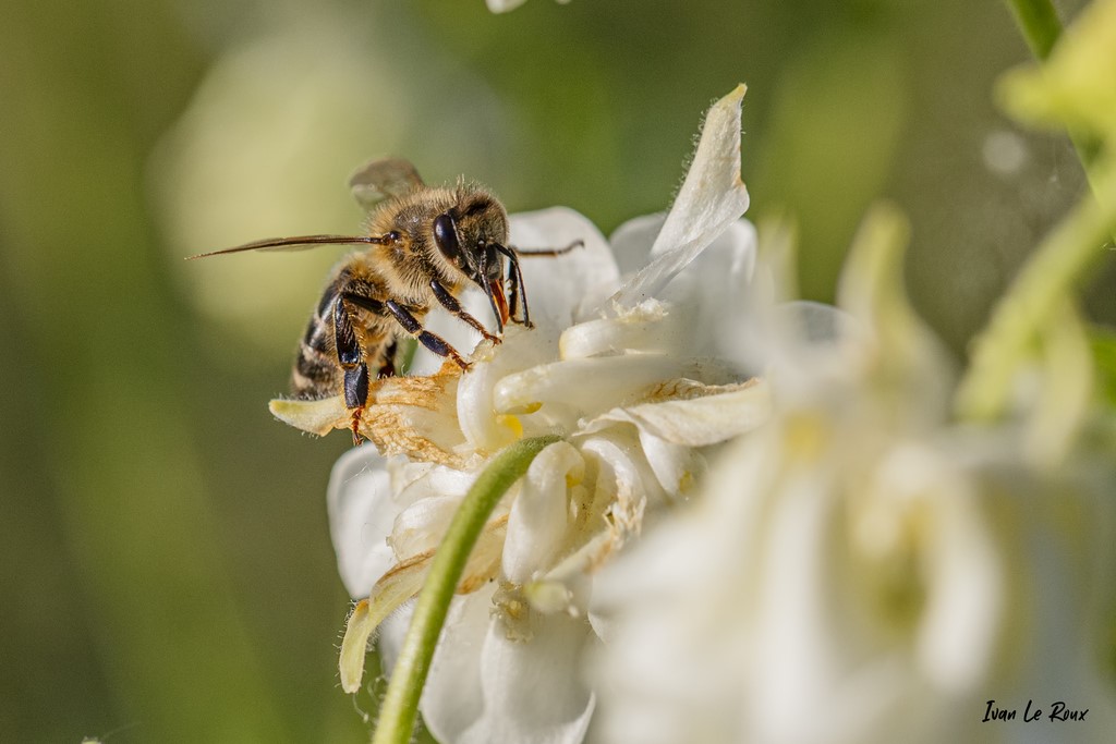 Les butineuses sont au travail