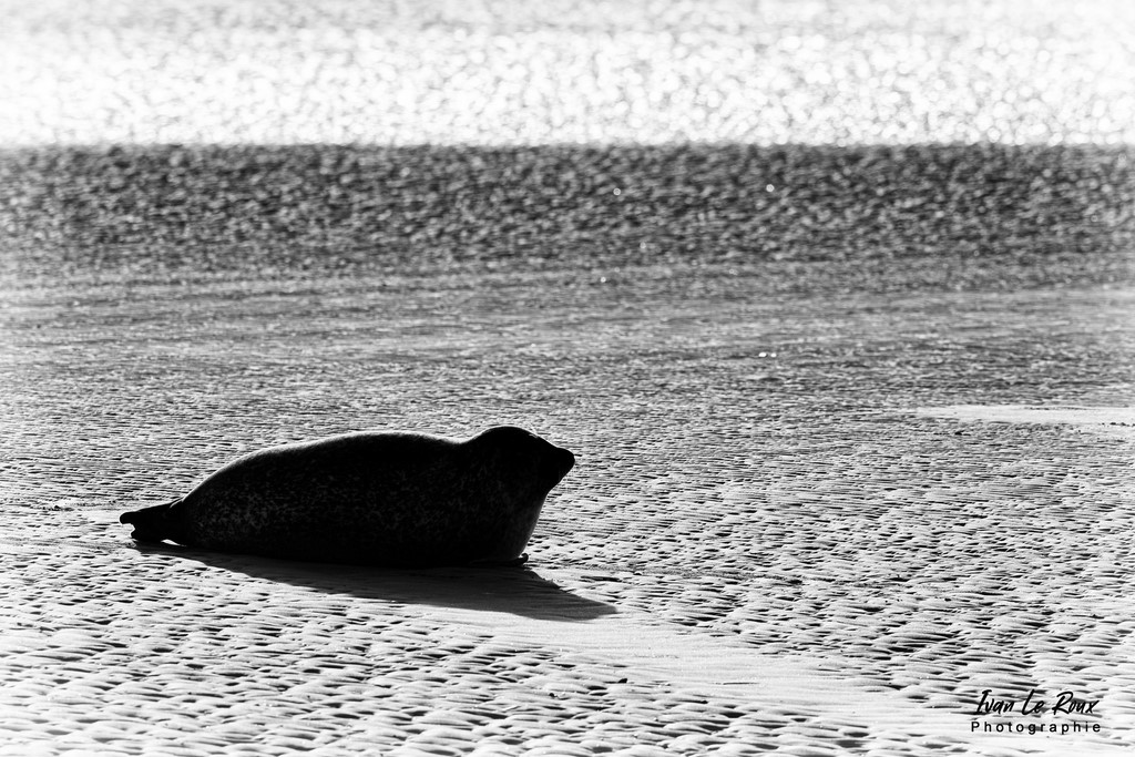 Phoques  & Veaux marins  - Baie d'Authie (62)  - 2022 - Sigma 500mm F4 - Ivan Le Roux Photographe - Berck 62
