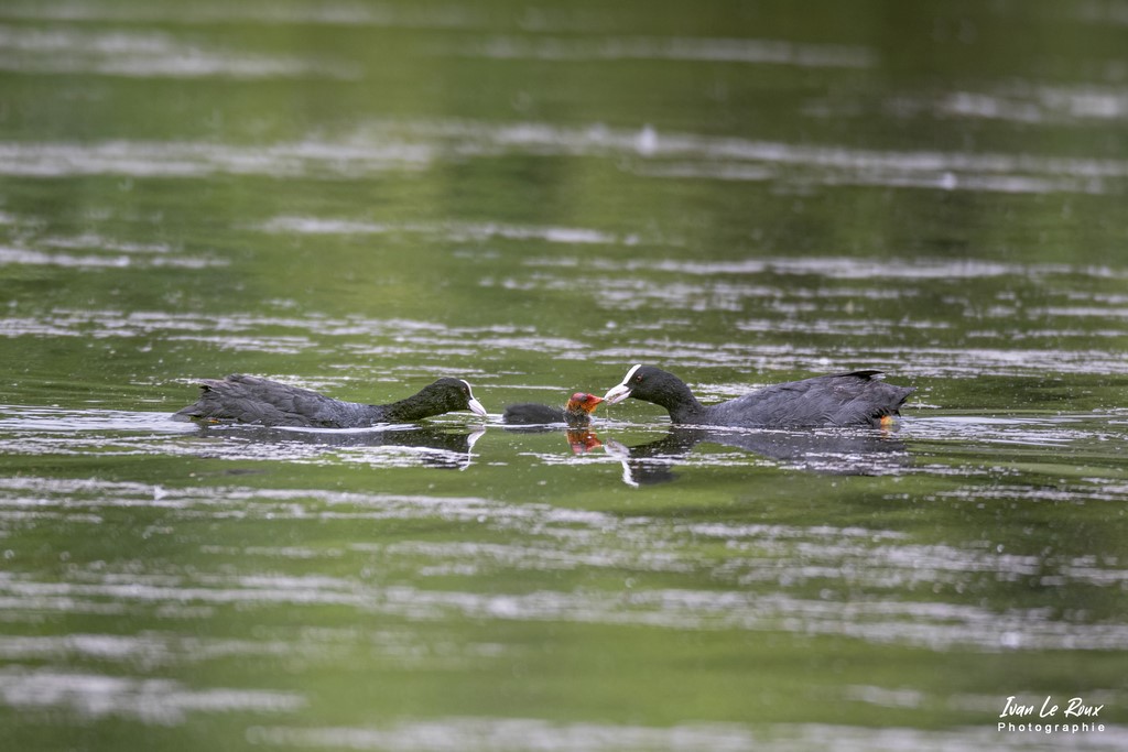 Famille de Foulques Macroules - Nourrissage - Etangs Ecluzelles (28) - 2022 - Canon EOS 5D Mark IV, Sigma 500 mm F/4 OS HSM SPORTS 500 mm + Extender TC-1401 x1.4, 700mm 1/640s, f/5.6 ISO 800  Priorité Ouverture​ Photographe Ivan Le Roux